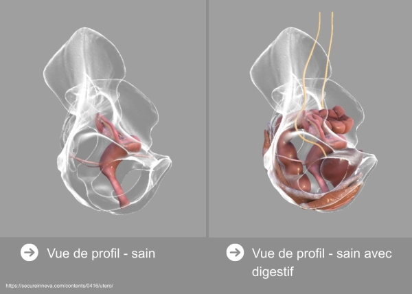 Définitions, localisation et épidémiologie